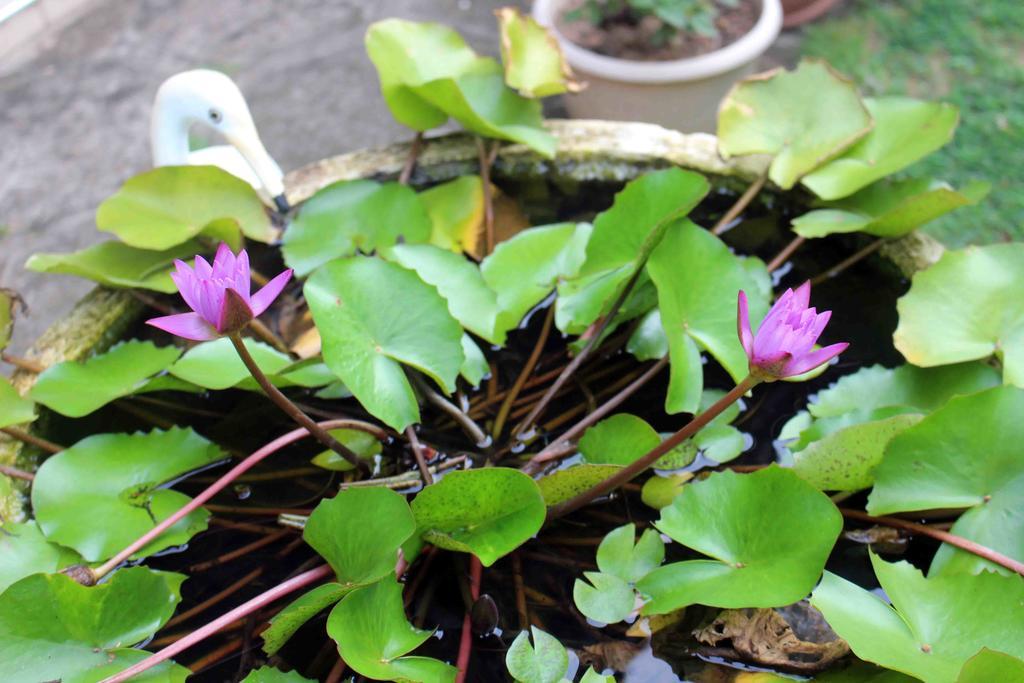 Anura Home Stay Kalutara Luaran gambar